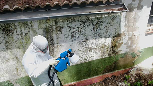Top rated local Mold Removal specialists in Shermans Dale, PA